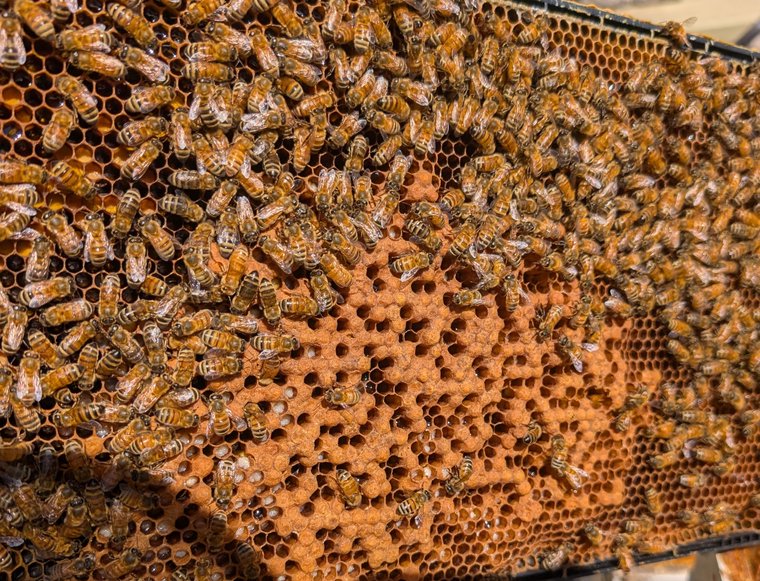 Comb showing bullet-shaped drone brood cappings, more domed than worker cells