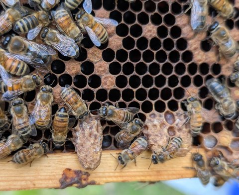 Emergency queen cell extending from the face of worker comb