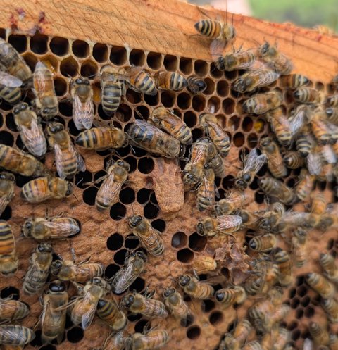 Another emergency queen cell on the face of the comb