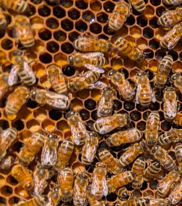 Hexagonal cells packed with multicolored loaves of fermented pollen, showing shades of yellow, orange, and purple.