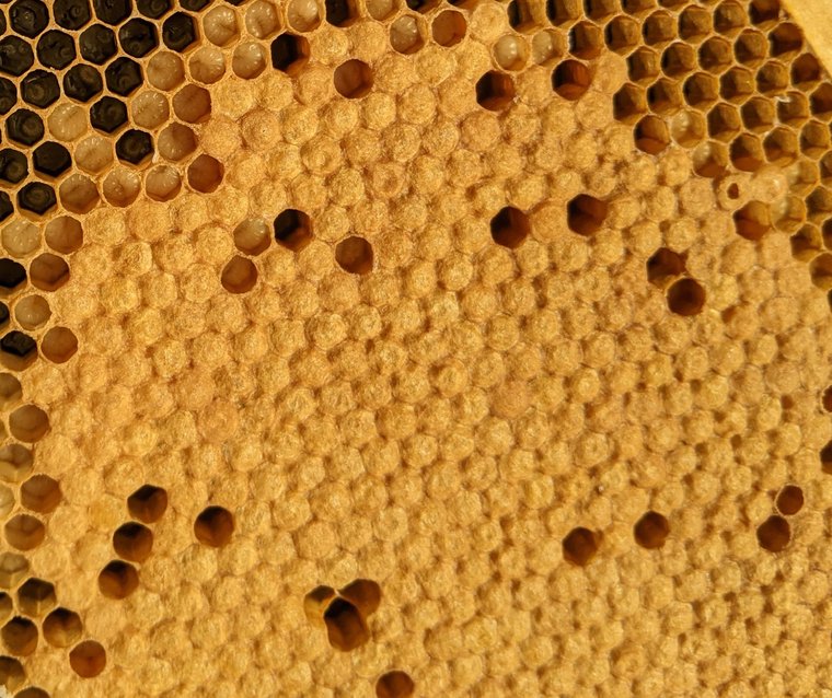 A solid sheet of biscuit-colored, slightly convex wax cappings covering worker cells with a tight, uniform pattern.