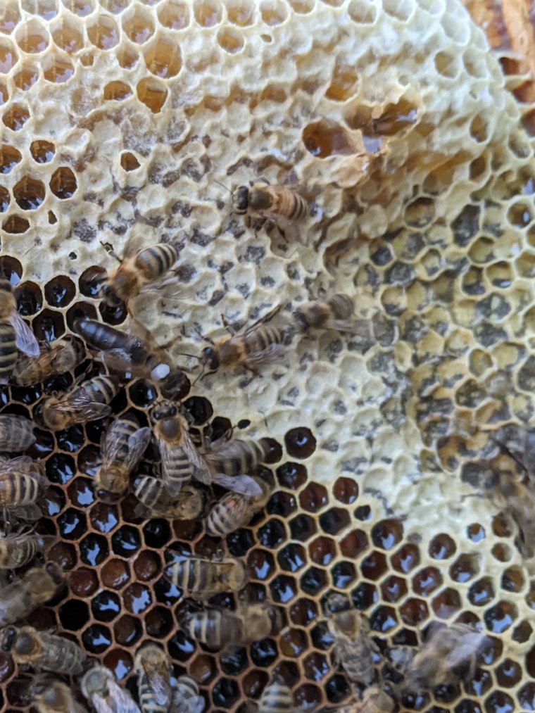 Wet, shimmering liquid nectar in open cells next to white-capped cured honey in a frame corner.