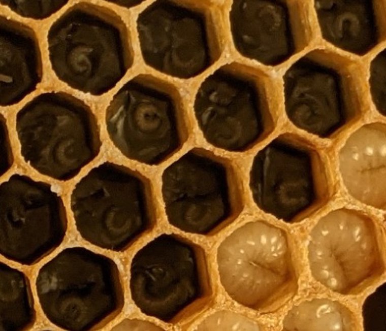 High-detail photo of pearly white, C-shaped larvae of varying sizes floating in clear, glistening royal jelly.