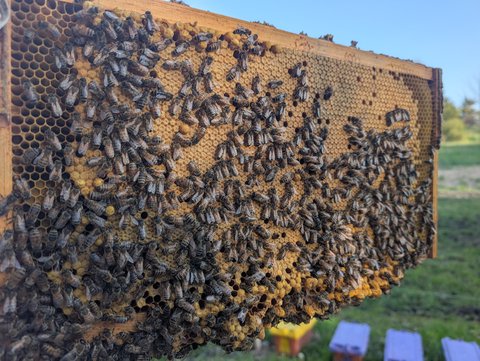 Solid brood pattern filling a frame, laid by a quality queen