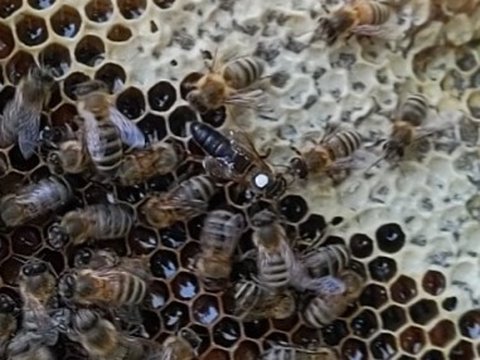 Marked queen on a frame with bees