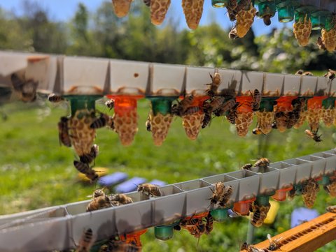 Queen grafting frame showing queen cells that are capped