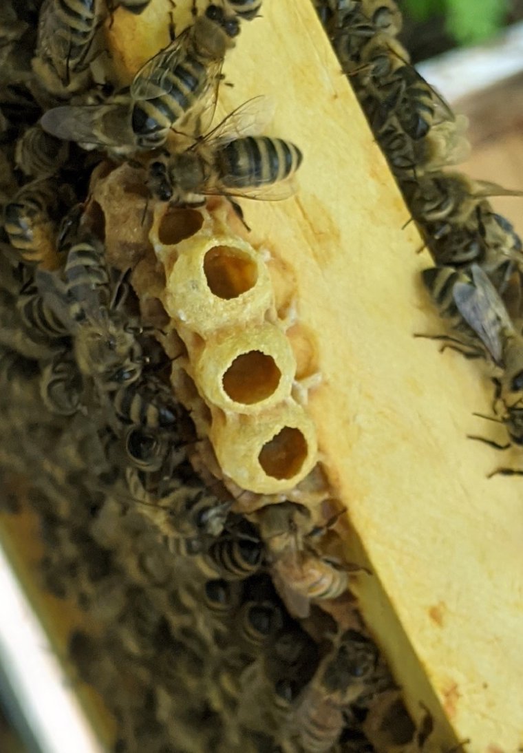 Empty wax queen cup at the edge of comb, not yet charged with an egg