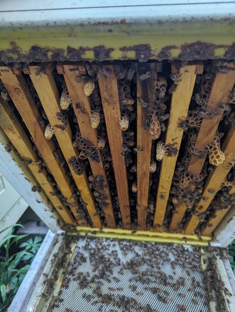 Queen cells built along the bottom edge of a frame, typical of swarm preparation
